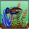 brown green blue fish aquarium